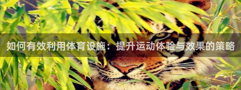 意昂体育4招商电话号码查询：如何有效利用体育设施：提